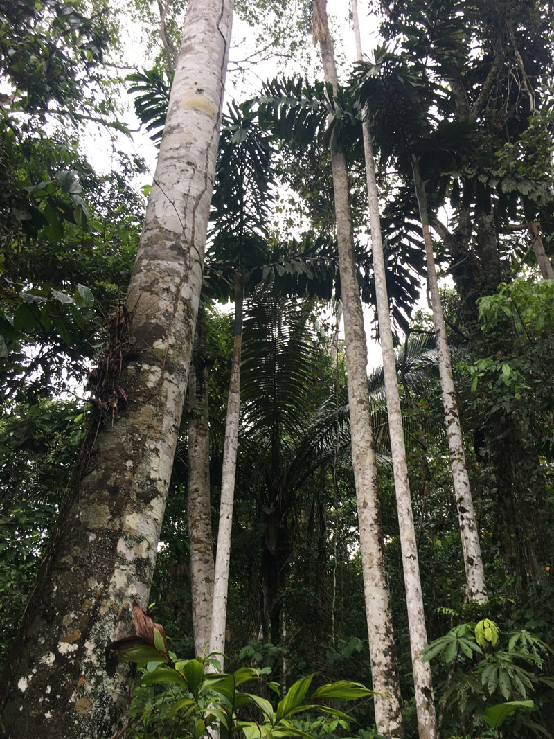 MADIDI: Ecolodge y Selva